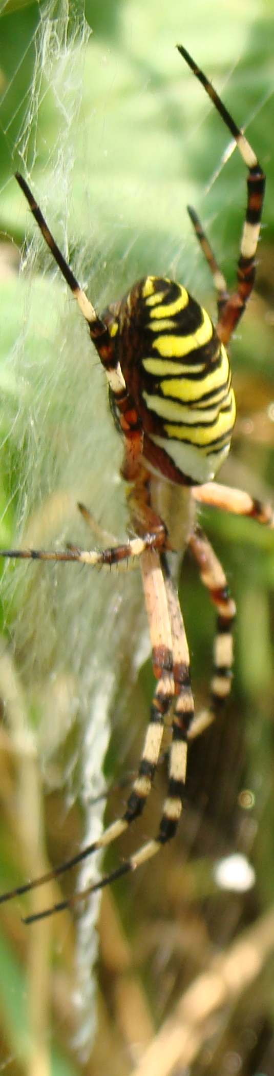 Argiope bruennichi